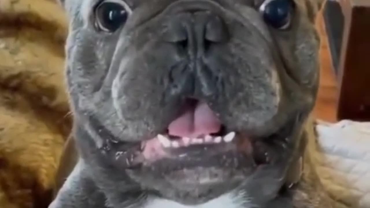 Funny Animals