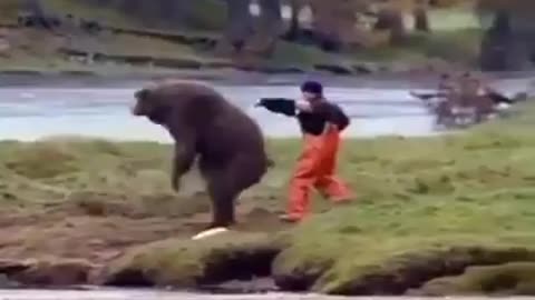 Fight with bears