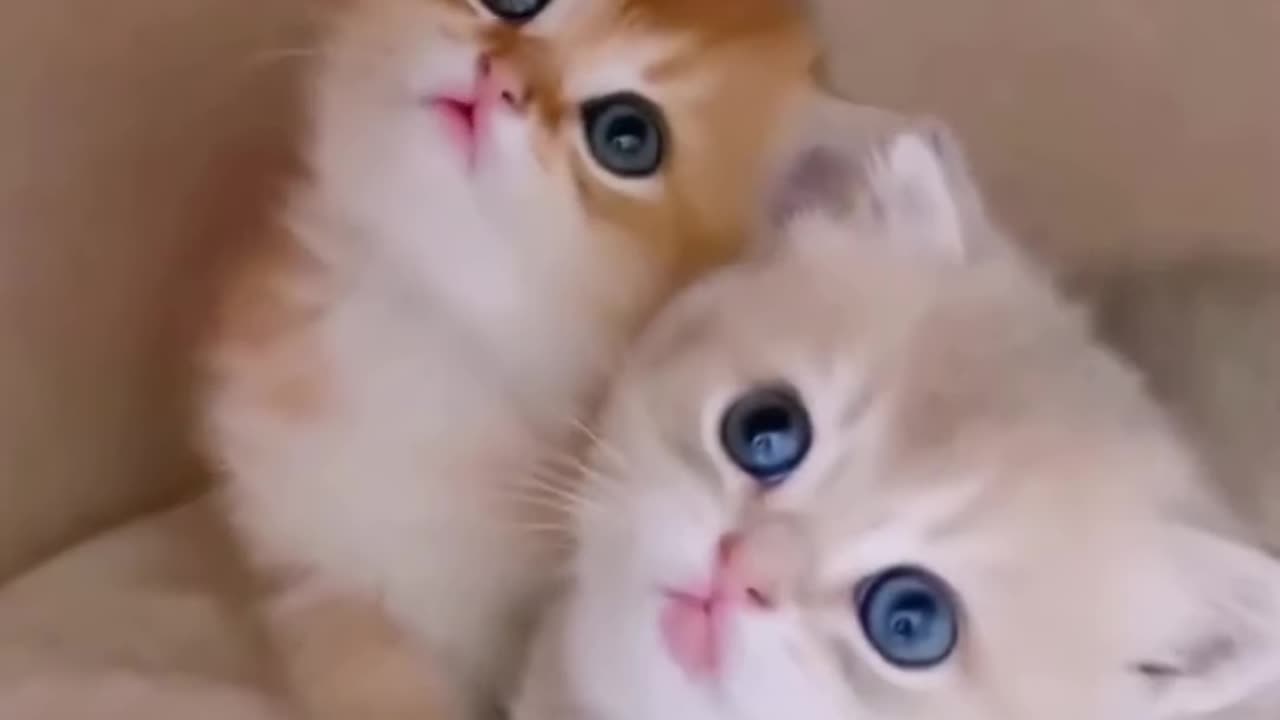 Cat videos 🐈 cute animals cute cats pet