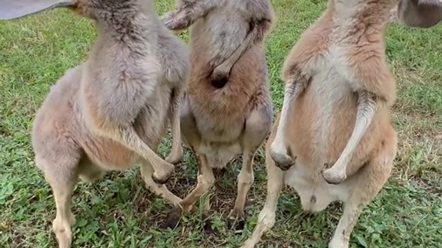 baby kangaroo drinking milk