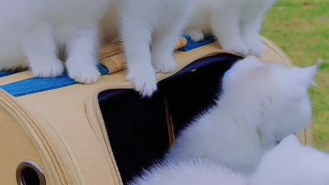 Cute cats