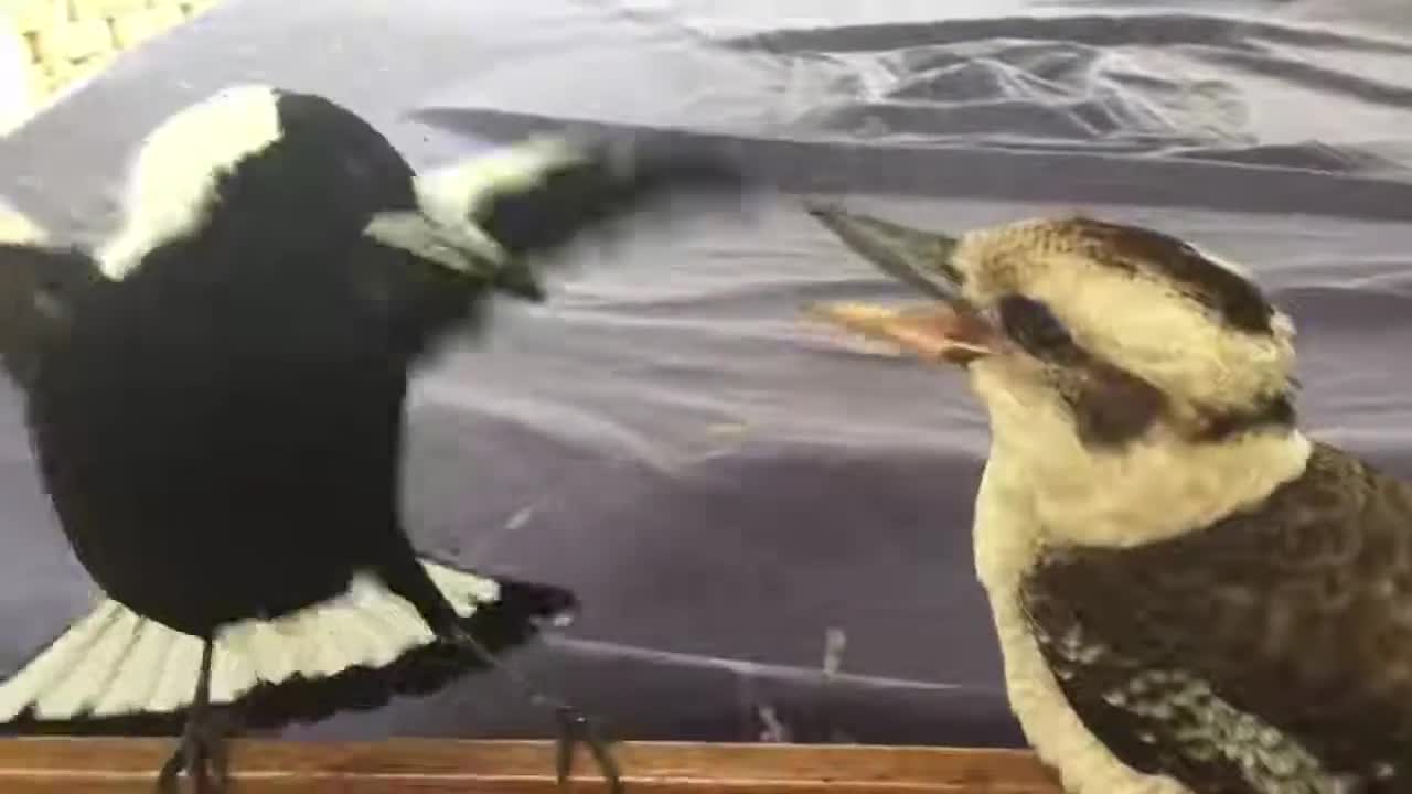 Backyard battle between Kookaburra and Magpie