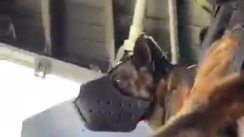 very good war dogs