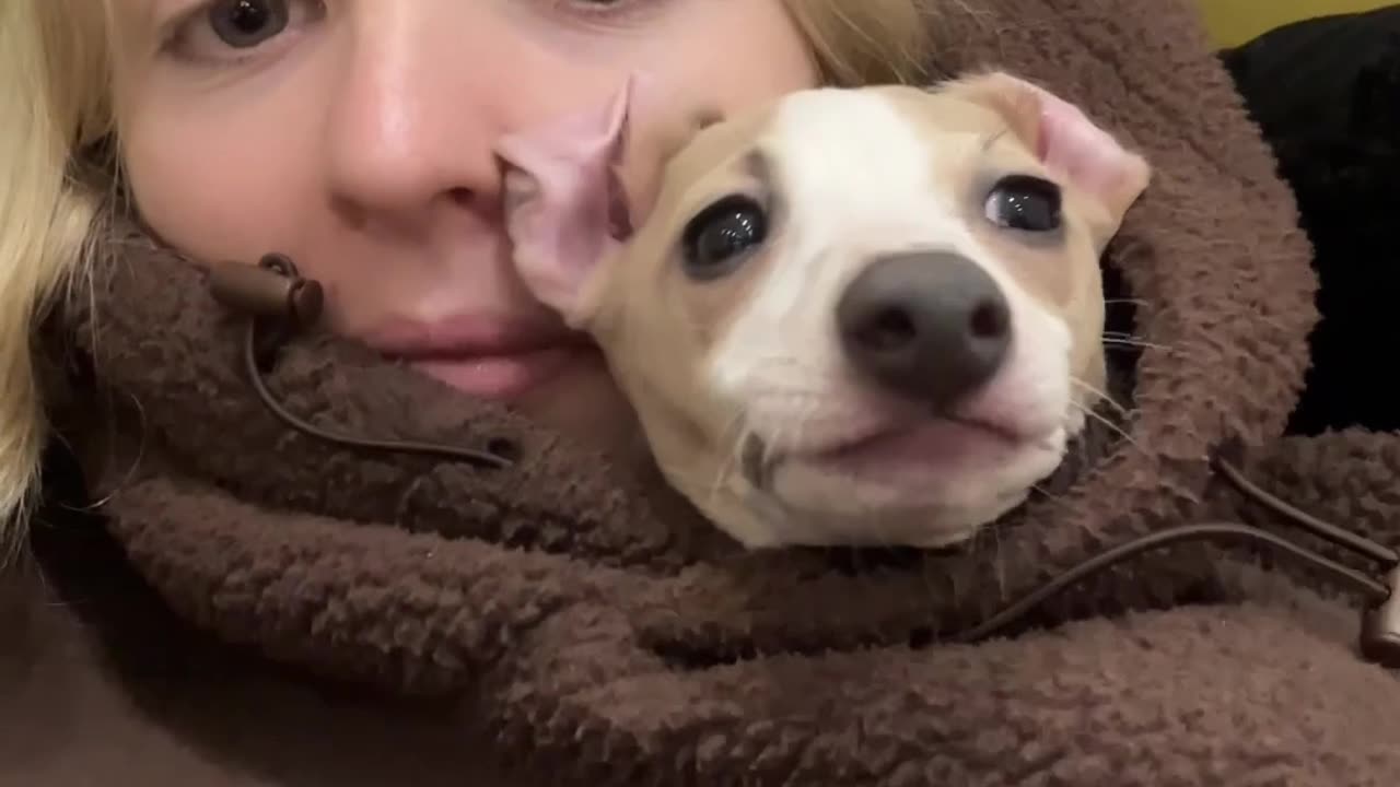 Clingy Italian Greyhound Snuggles In Hoodie