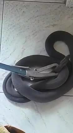 Black mamba removed from Brindhaven home in KZN
