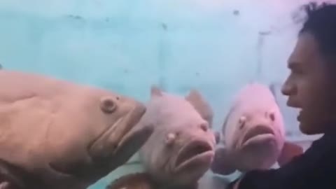 bro is teaching them how to be good fish