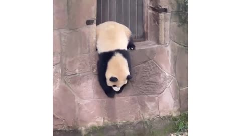 Oh 😧 head🗿! #panda#pet#zoo