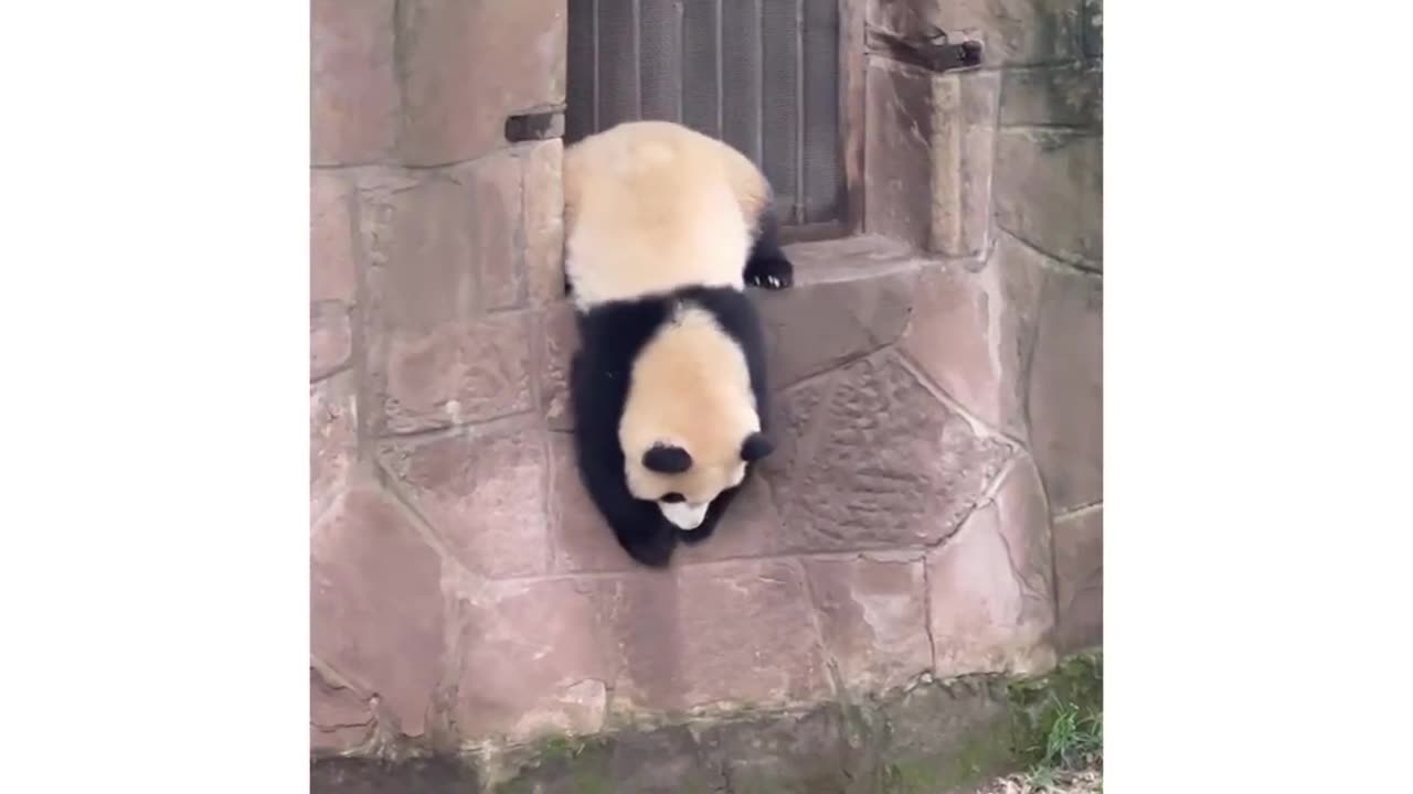 Oh 😧 head🗿! #panda#pet#zoo