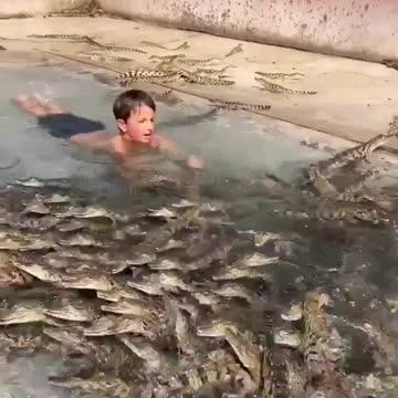 Swimming with baby crocs 🐊