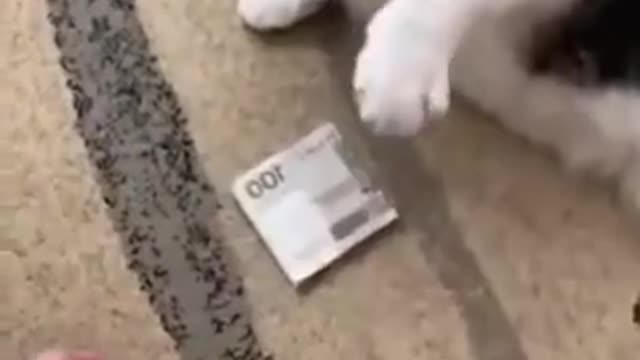 Get Your Hands Off My Money 😂 Funny Cat Reaction 2021 😂