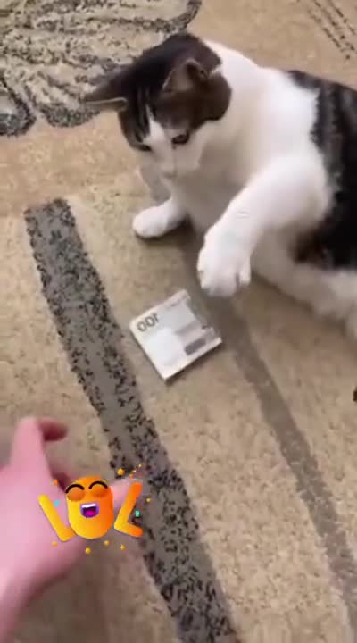 Get Your Hands Off My Money 😂 Funny Cat Reaction 2021 😂