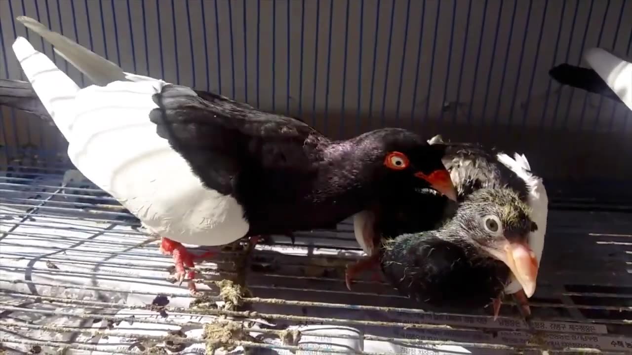 How Pigeons Feed a Baby Pigeon