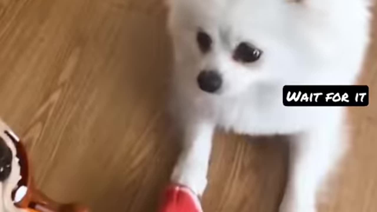 You want this for your dog