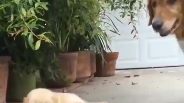 Dog companions who play ball together