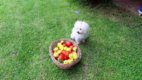 rMaltese Puppy Sitting Next Basket