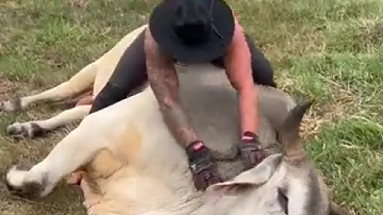 Cows love massage ~ Adorable Cow Animal