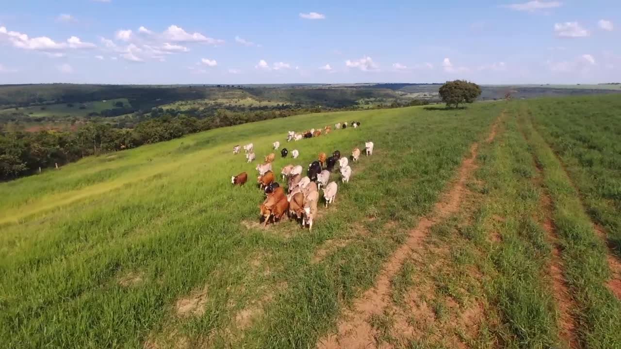 Gado Fazenda Nexo