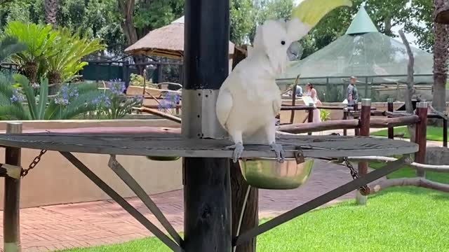 Dancing Parrot Makes Moves