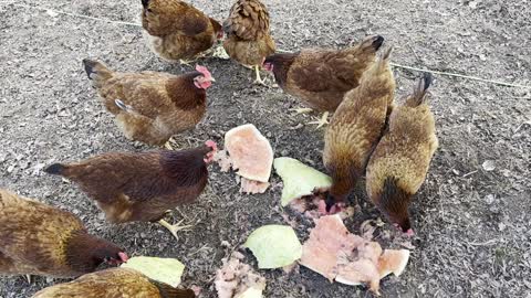 AH! We found something Yummy for the Hens! 🤗