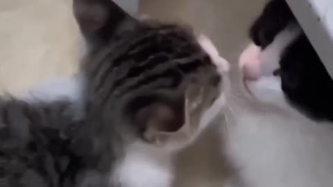 Cat funny video