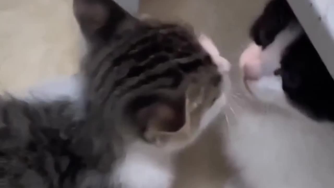 Cat funny video