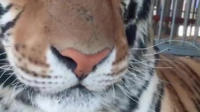 tigers