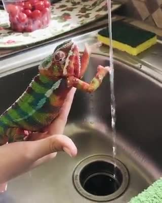 Chameleon bath