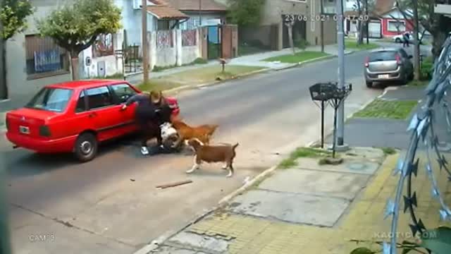 Woman getting mauled by dogs, piece of garbage in red car stops to watch but refused to let her in.