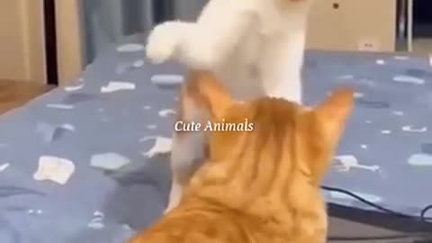 funny cats funny dogs animals video #111