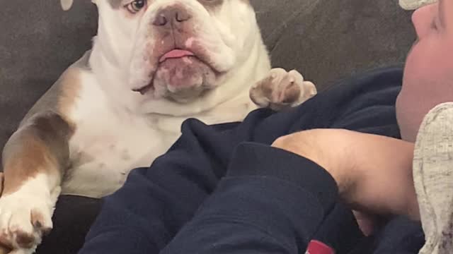 Braxton the Bulldog is very Expressive