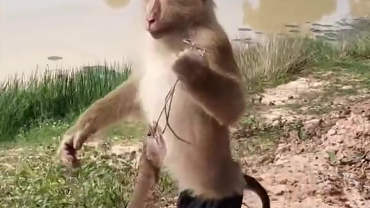 Monkey in fish entertainment video