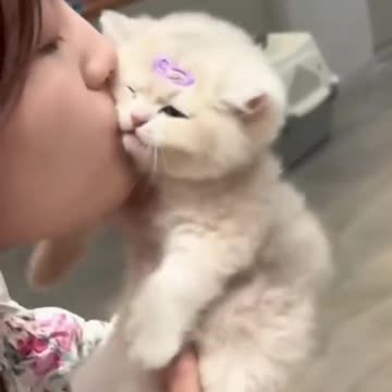 Cute Cats & Funny Cats 😍😍😅😅 #shorts #cats #viral #mmvcats