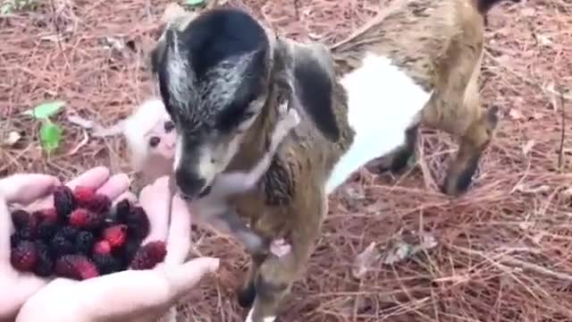 Goat and his little monkey friend.. 😊