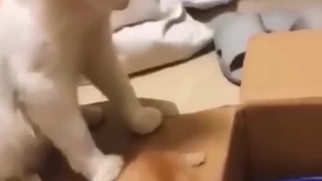 Best fanny cat moment 😛😛😛🤩🤩🤩 video