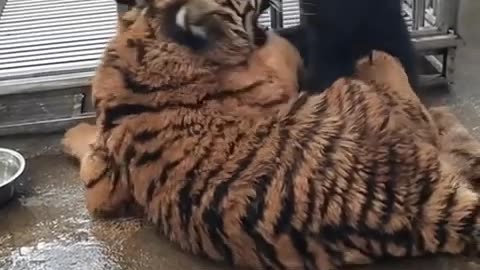 Tiger and bear fight and play!!! 🐯🐯🐯🐻🐻🐻