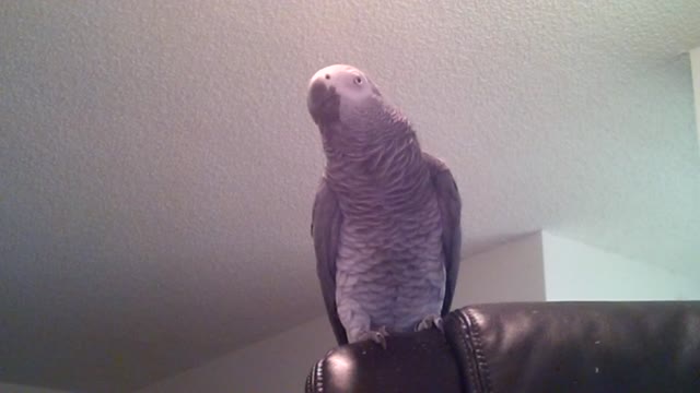 Parrot displays array of learned phrases and sounds