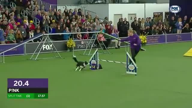 Pink the border collie wins back to back titles