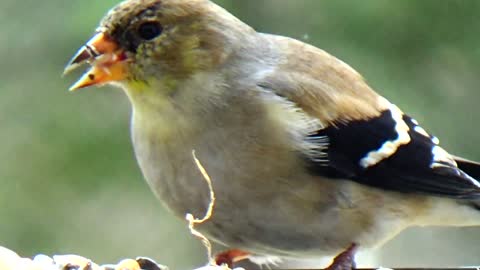 Goldfinch