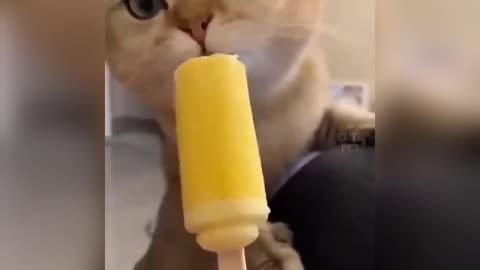 Cute Cat - Funny Moment