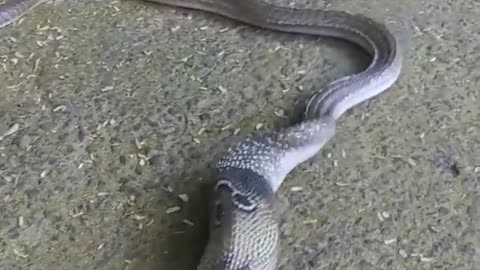 Snake 🐍 Cobra eaten something see what ??😵😱😱