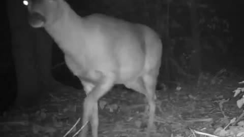 BEST TRAILCAM VIDEO EVER!!!!