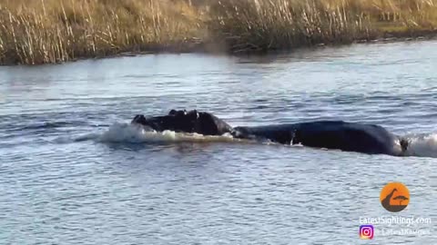 Lions attacked by hippo