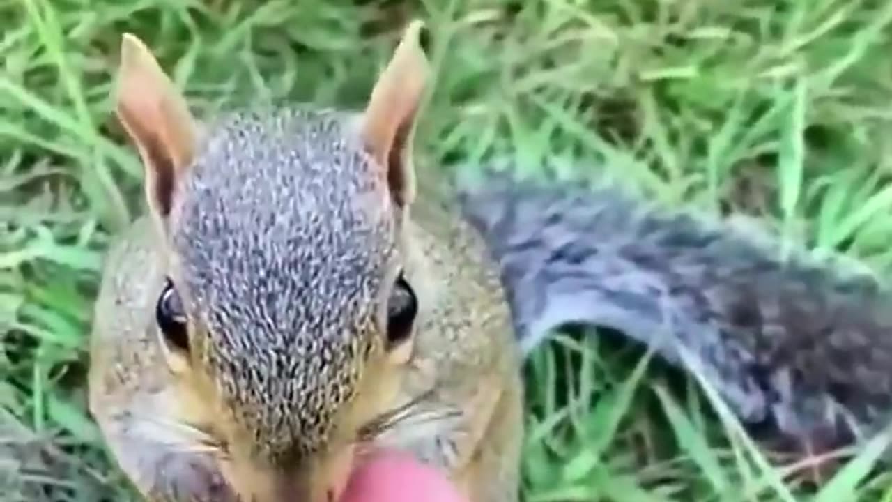 Baby squirrel