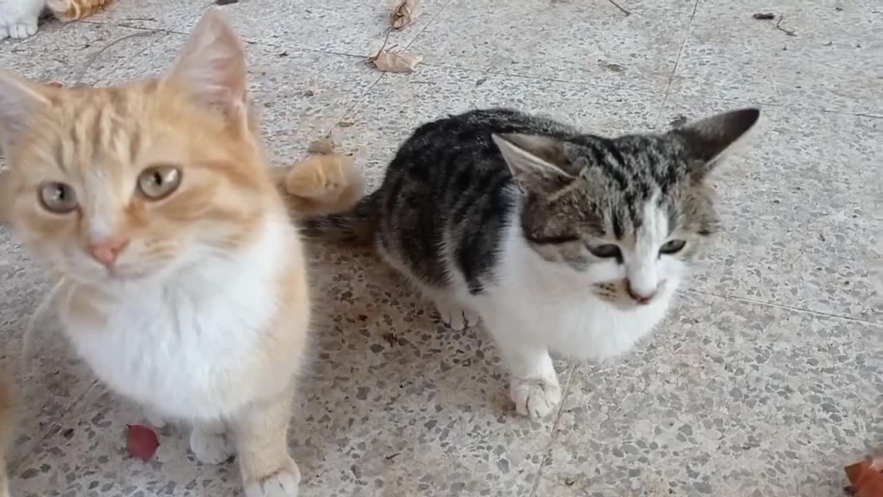 Kediye ?lk Kez ?nsan Eli Dokundu Ve Kedi ?ok Oldu