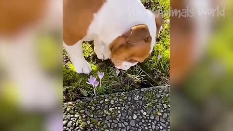 Funny animal