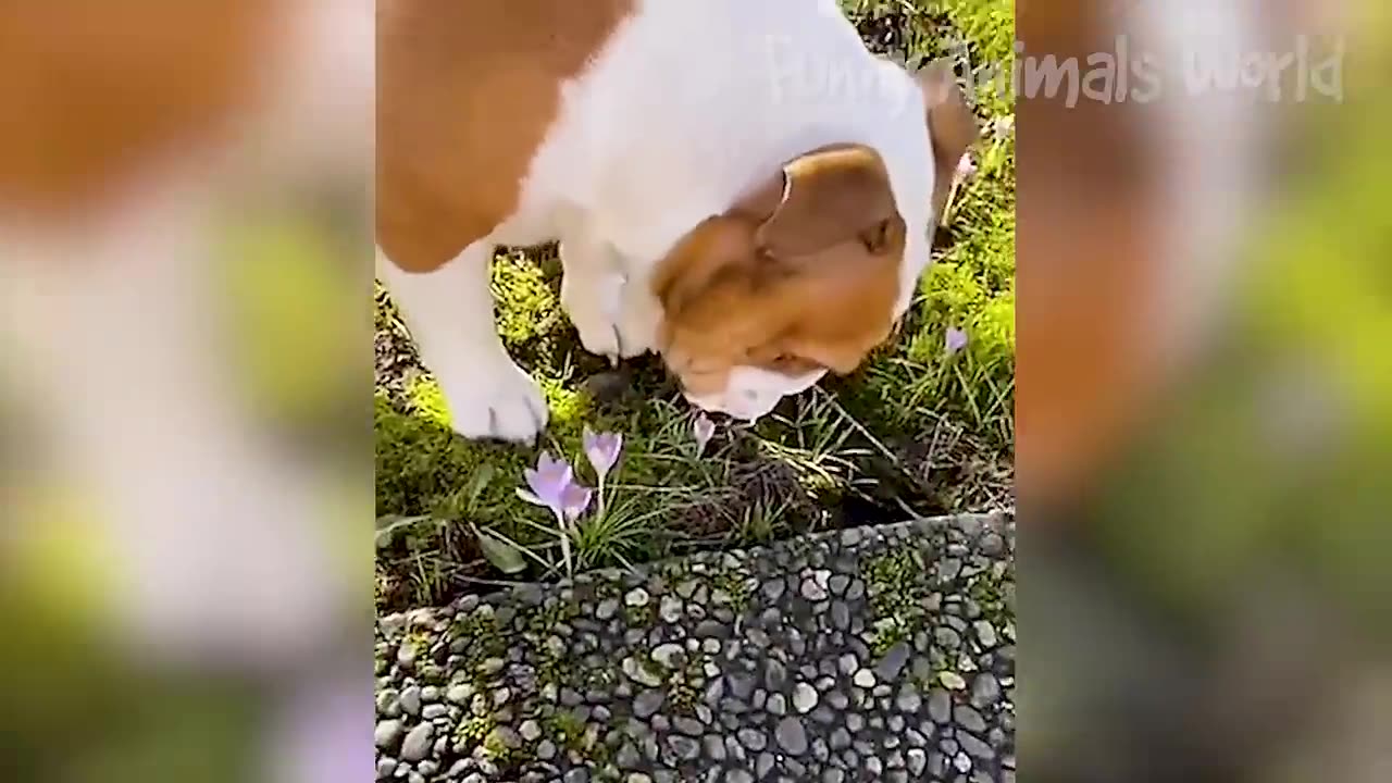 Funny animal