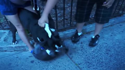 Pittbull_Attack Dogs - 2022 Compilation Video - # Pittbull_Attack Dogs