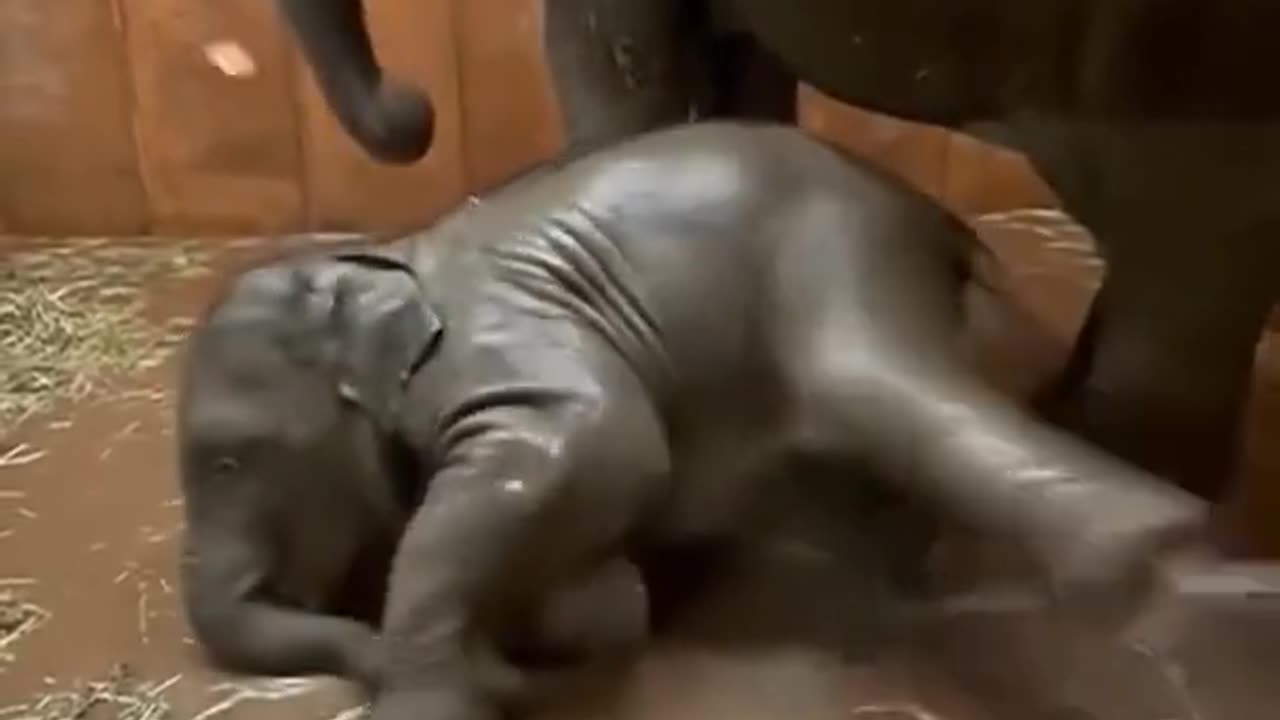 Funny and Cute Baby Elephant Video