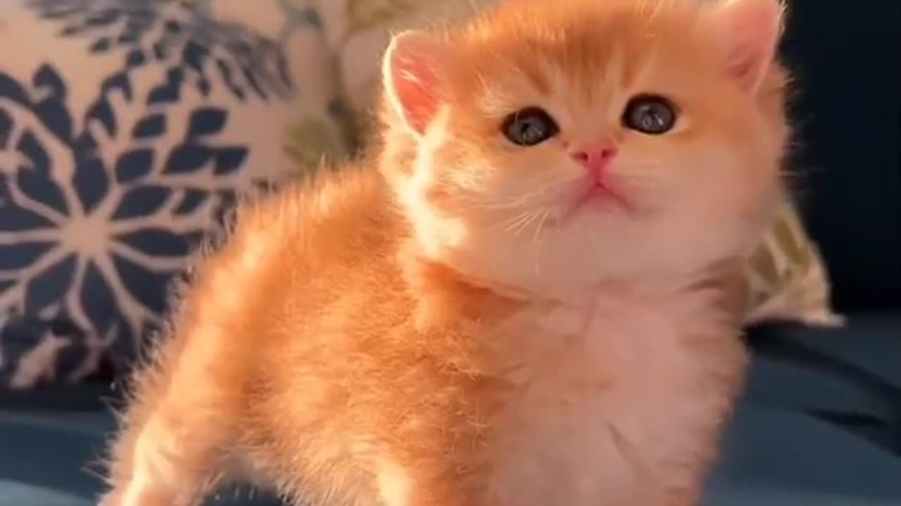 adorable cute cat