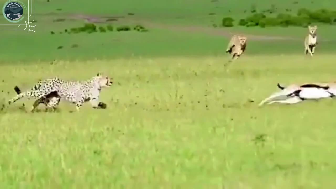 Leopard_Attacks_Goat